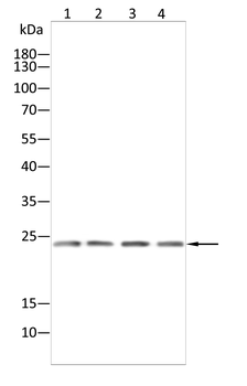 RAB5A Antibody