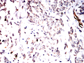 RAB5A Antibody