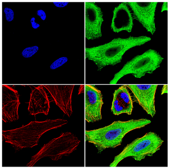 ATG14 Antibody