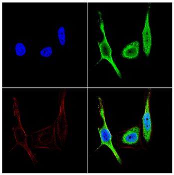 BCL2L10 Antibody