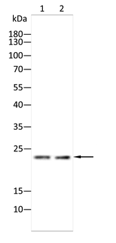BCL2L10 Antibody