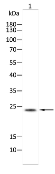 BCL2L10 Antibody