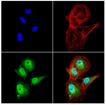 BCL2L10 Antibody