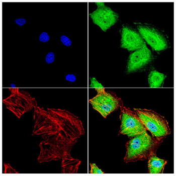 KHSRP Antibody