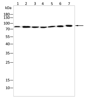 KHSRP Antibody