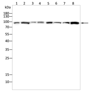 DDX20 Antibody