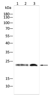 RALB Antibody
