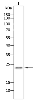 RALB Antibody