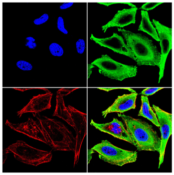 MUC5AC Antibody