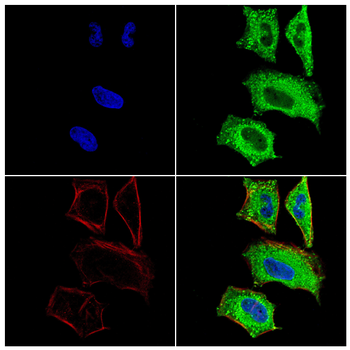 MUC5AC Antibody