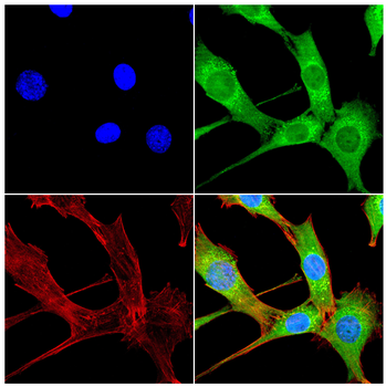 PGRMC1 Antibody