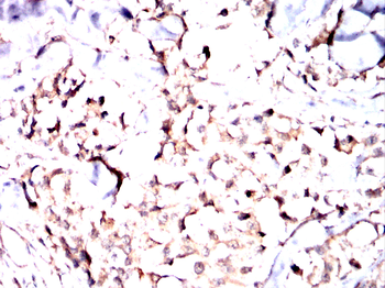 PGRMC1 Antibody