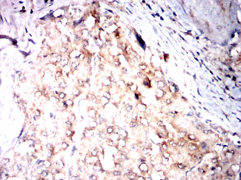 PGRMC1 Antibody