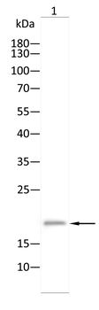 PGRMC1 Antibody