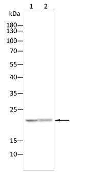 PGRMC1 Antibody