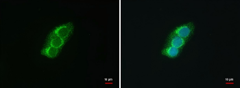 SEC13L1 Rabbit Polyclonal Antibody