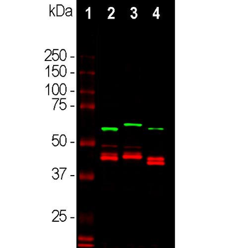 CNP/CNPase Antibody