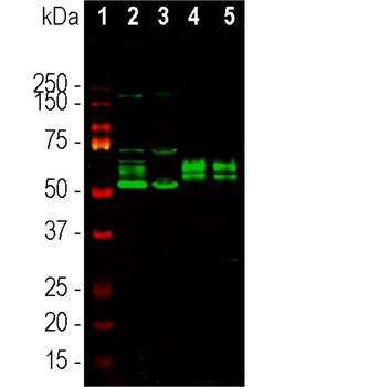 FOX2 Antibody