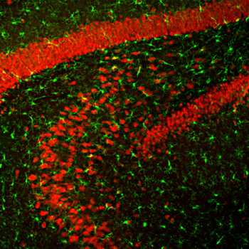 FOX3/NeuN Antibody