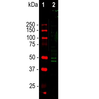 FOX3/NeuN Antibody