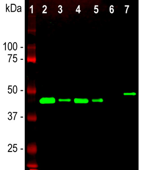 GAP43 Antibody