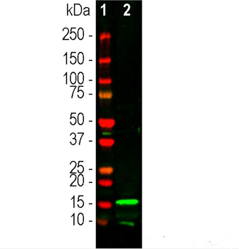 IBA1 Antibody