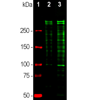 Ki67 Antibody