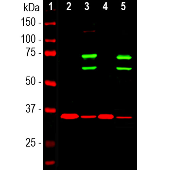 Lamin A/C Antibody
