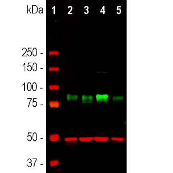 MARCKS (Myristoylated Alanine Rich C Kinase Substrate) Antibody
