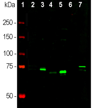 MeCP2 (Methyl-CpG Binding Protein 2) Antibody