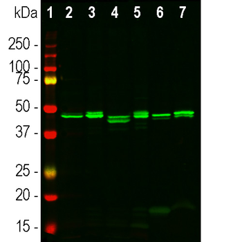 CNP/CNPase Antibody