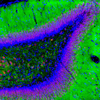 FOX3/NeuN Antibody