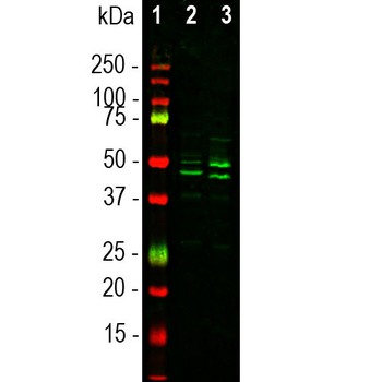 FOX3/NeuN Antibody