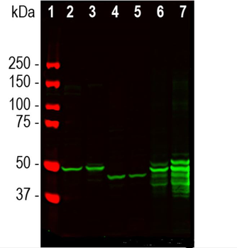 GFAP Antibody