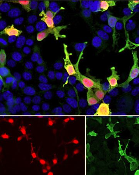 mCherry Antibody