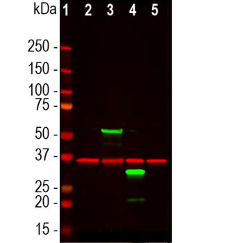 mCherry Antibody