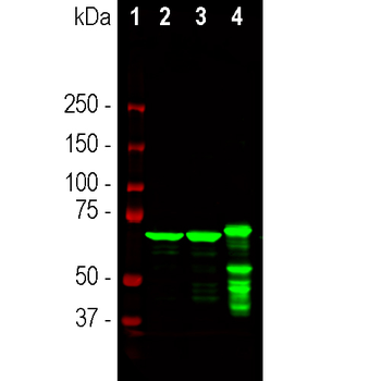 Neurofilament NF-L Antibody