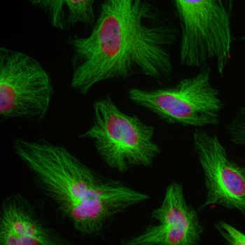beta-Tubulin Antibody