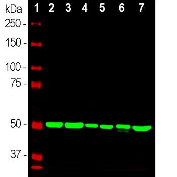 beta-Tubulin Antibody