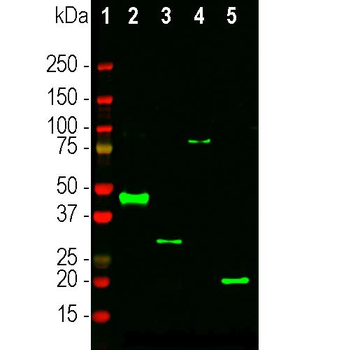 S-Tag/S15 Antibody