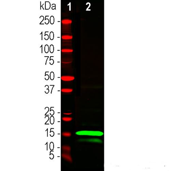 S-Tag/S15 Antibody