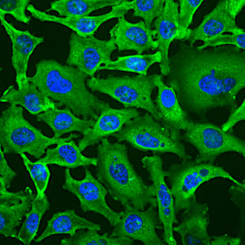 GAPDH Antibody