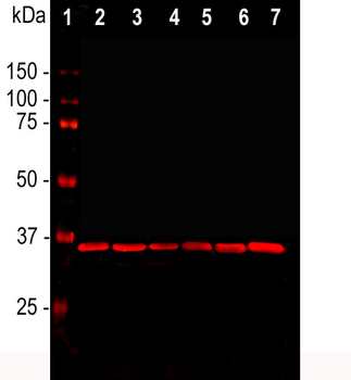 GAPDH Antibody