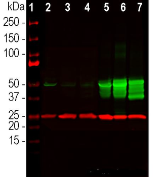 GFAP Antibody