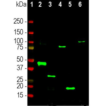 S-Tag/S15 Antibody