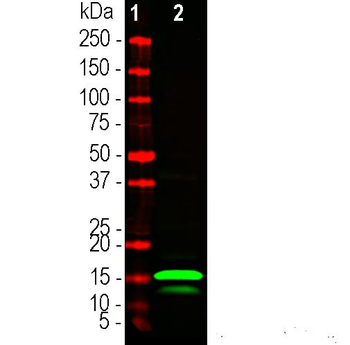 S-Tag/S15 Antibody