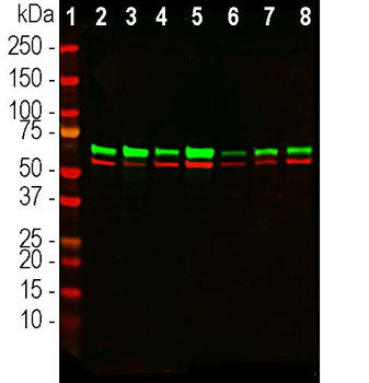 Annexin A6 Antibody