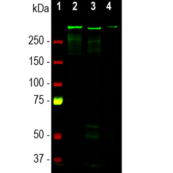 MAP2 (Microtubule Associated Protein 2) Antibody