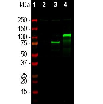 CasΦ/Cas12j Antibody