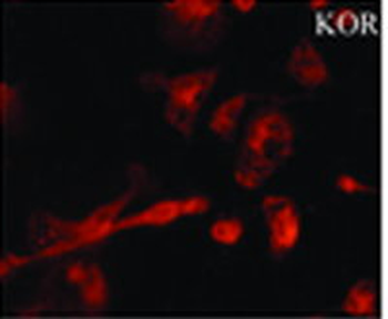 Kappa Opioid Receptor Antibody